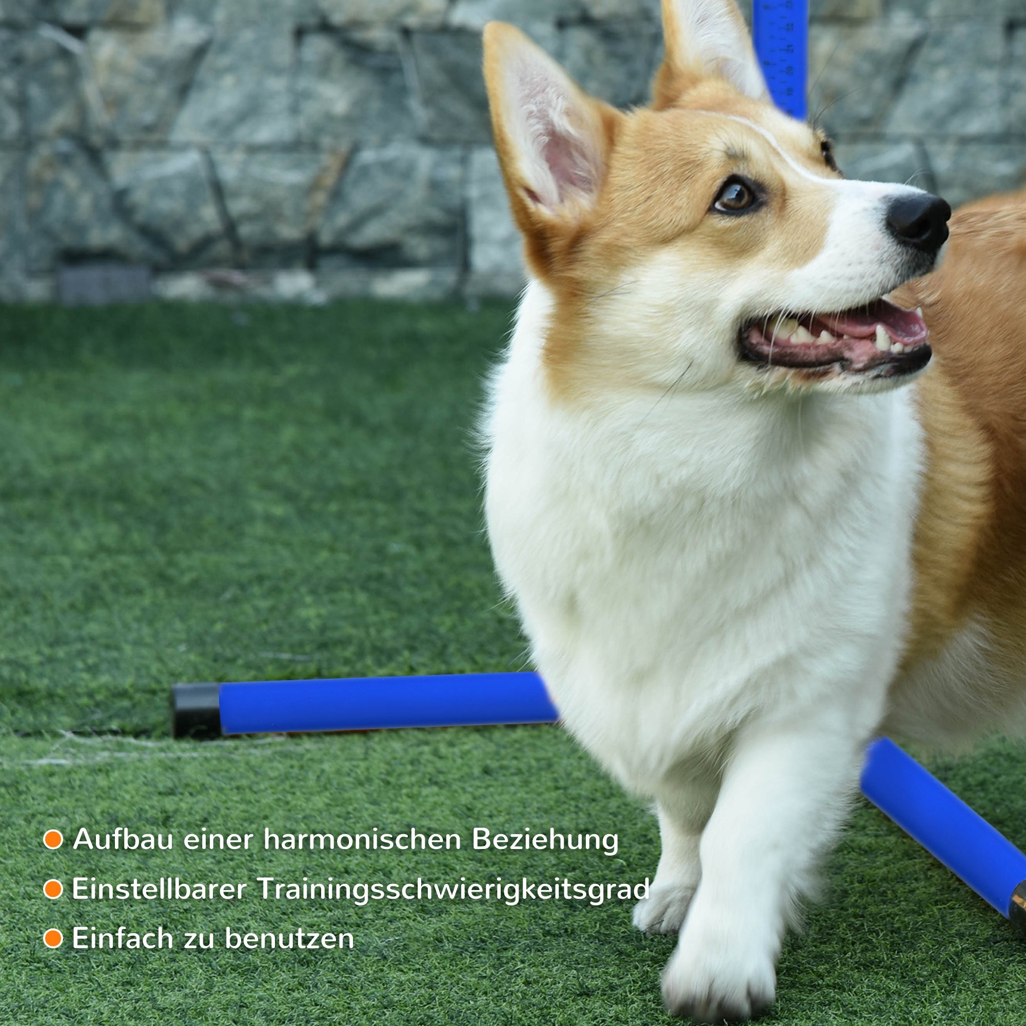 Logidon Agility Set Hond 4-delig In Hoogte Verstelbaar Blauw 99x65x94 cm